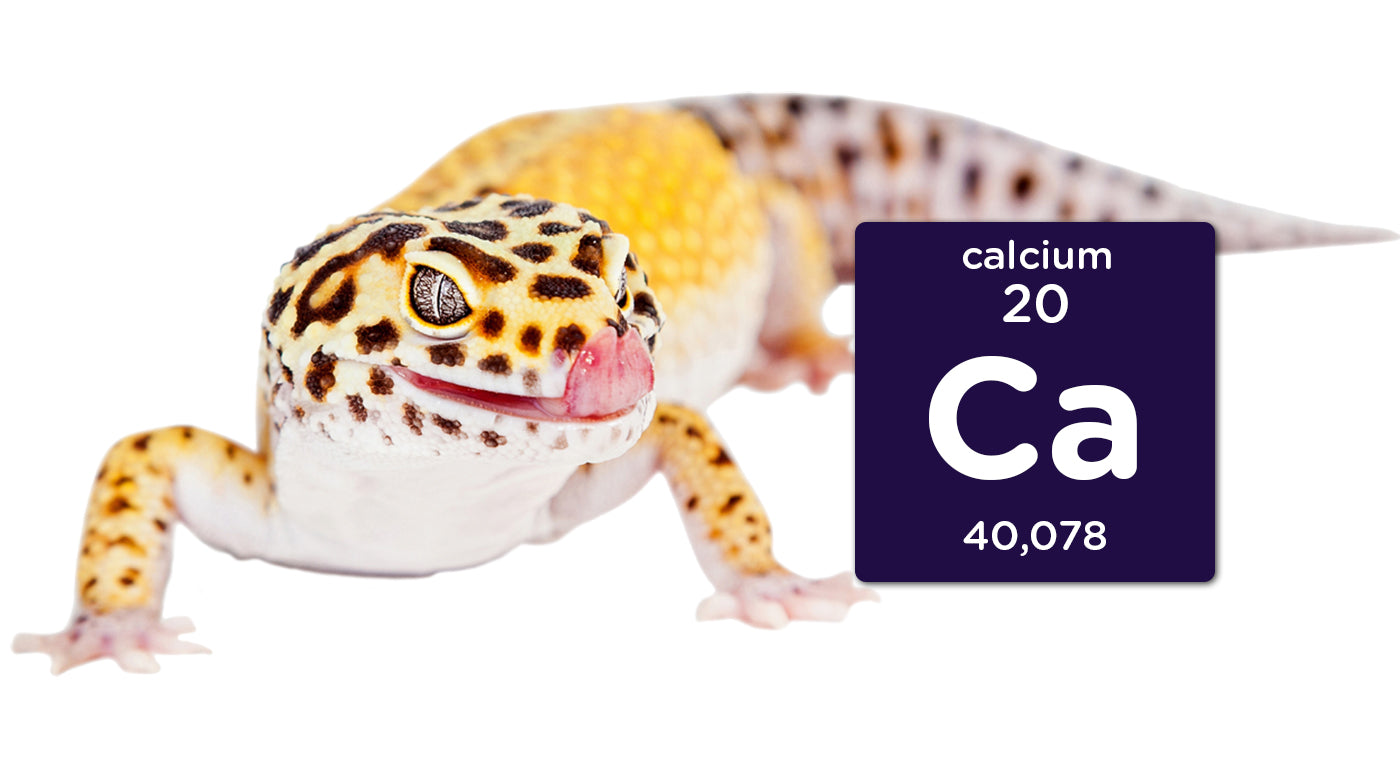 Why Calcium is Important for Reptiles – Obie's Worms